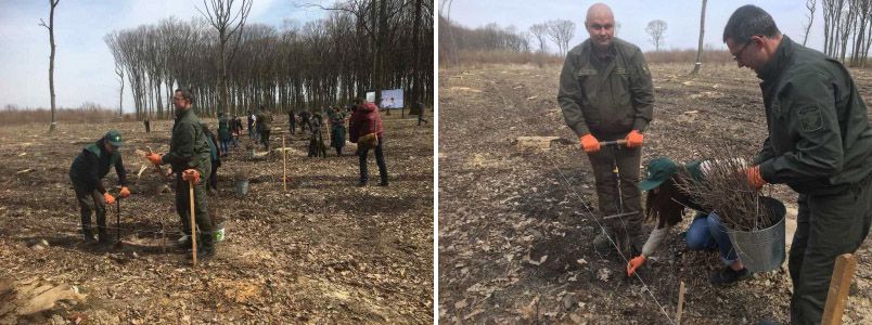 На Буковині висаджують ліси за передовими технологіями